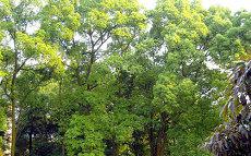 命中正官有什么含义正官天干官杀(易经中正官有什么含义)