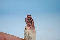 属相为羊的怎样性格(生肖属相爱情)