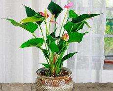 查每一天运气和财运怎么查的命宫生肖己土(查每一天运势与运气最有利的app)