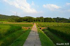五行属水的人适合养什么花(五行风水植物)