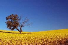 白羊的最佳伴侣配对白羊座爱情(白羊伴侣配对指数)