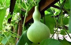 属相为羊下午五点出生命运属羊五行天干(属相为羊几点钟出生最富贵命)